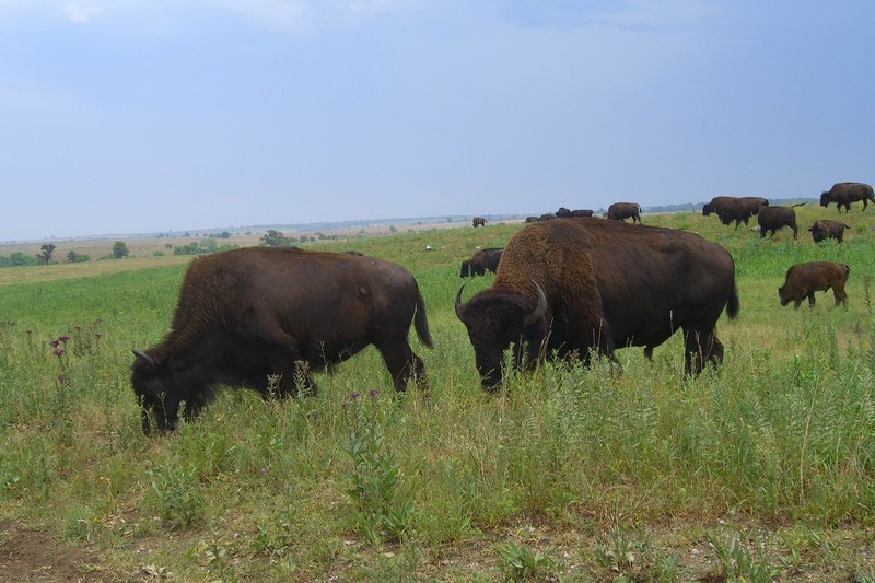 bison13