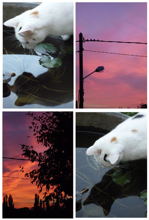 chat___soleil