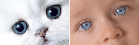 YEUX_CHAT_ET_ENFANT