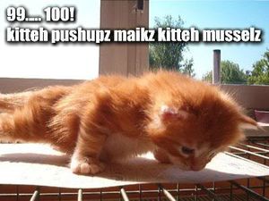 99-100-kitteh-pushupz-maikz-kitteh-