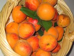 abricots__5_