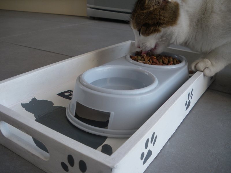 plateau repas pour chat !