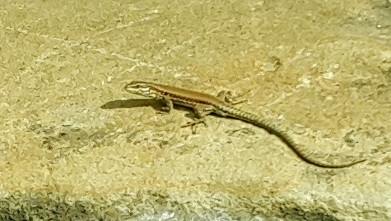 un lézard