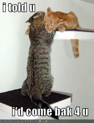 funny_pictures_cat_has_come_back_for_his_love