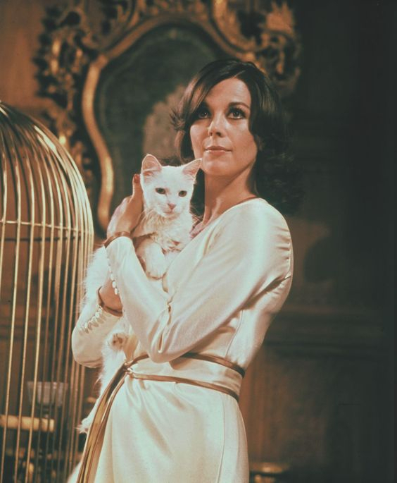 animals-cat-natalie_wood-1-4