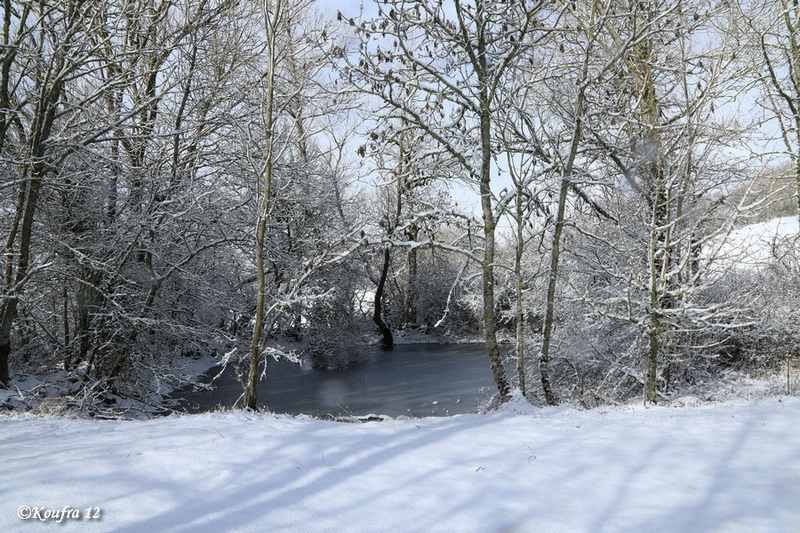 Photos JMP©Koufra 12 - Cornus - Neige - 28012019 - 0244