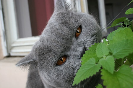 herbe