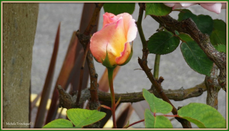 Bouton rose rose 300415