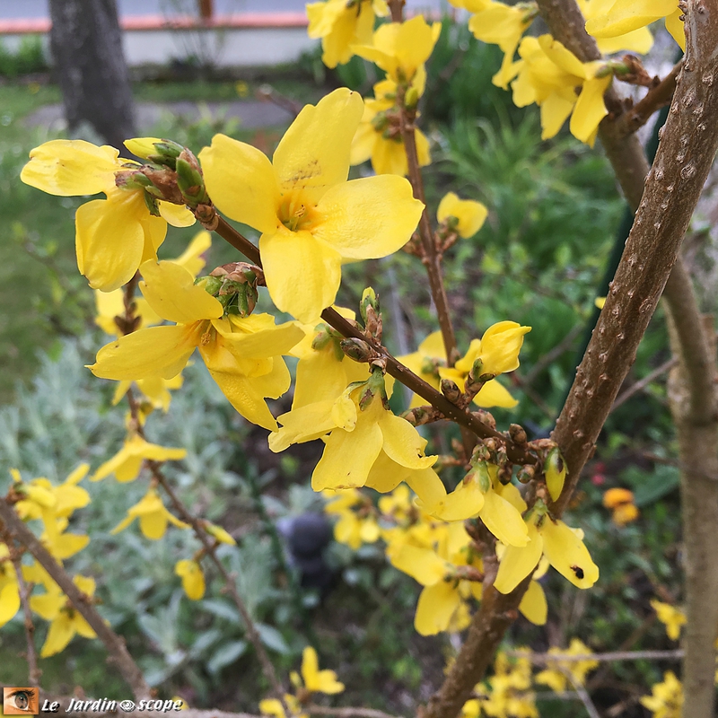 Forsythia