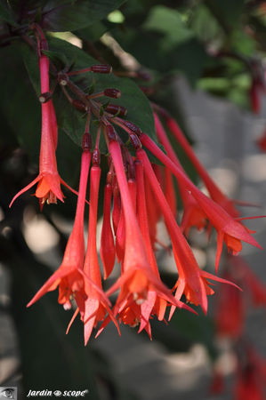 Fuchsia_rouge_vif