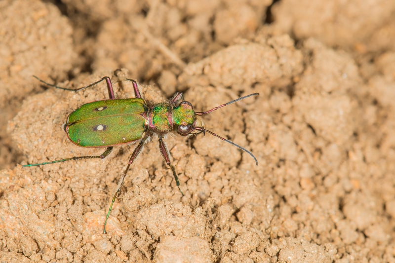 Cicindela campestris (vue de dessus)