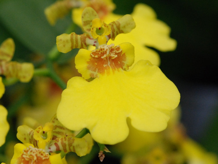 Oncidium ' Munsterland Stern'