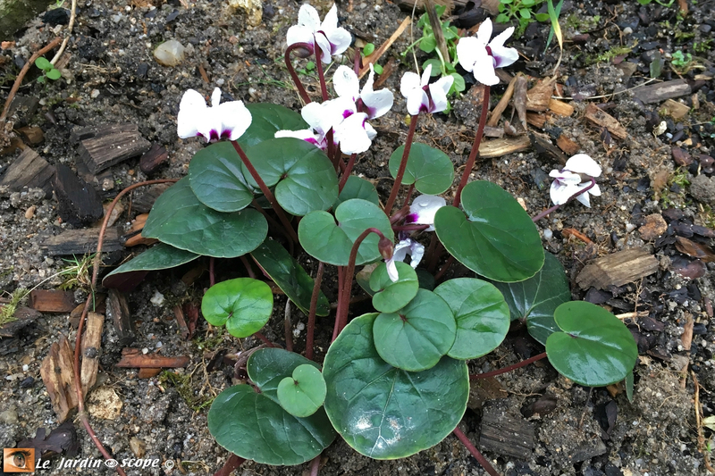 Cyclamen-Coum-blanc