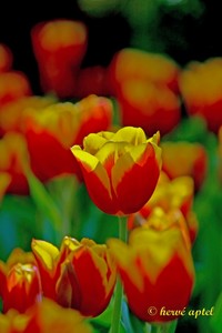 IMG_2304copie2