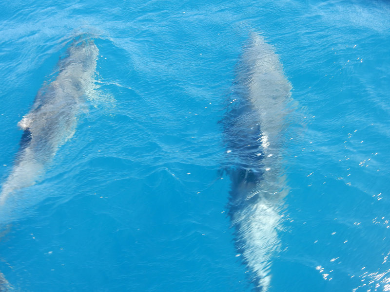 Dauphins à l'ouest de Murter 100416