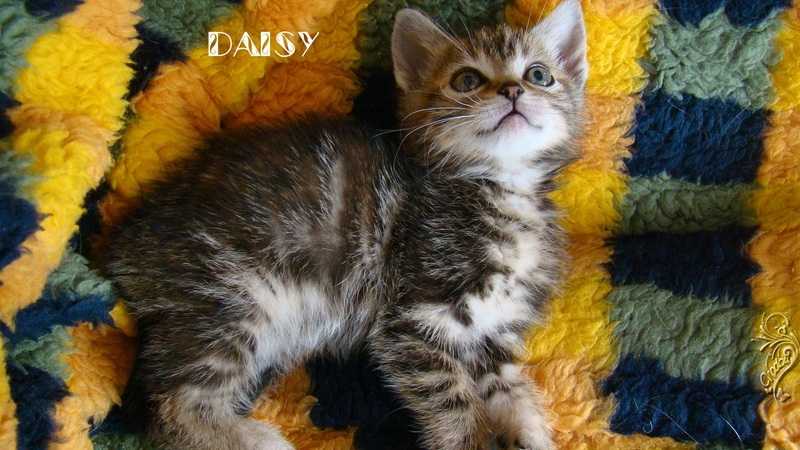 daisy
