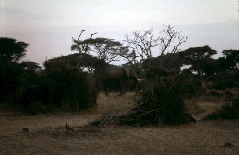 amboseli elephant ff
