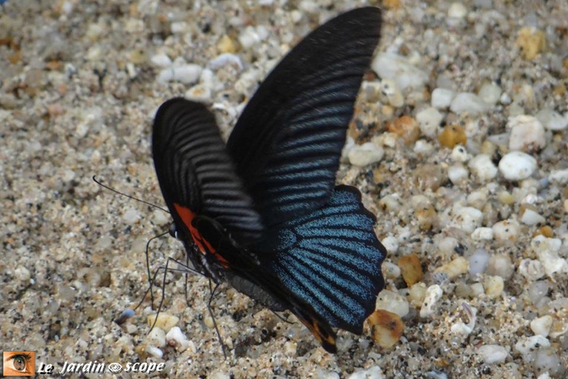 Papilio memnon (♂) • Papilionidae • Thaïlande