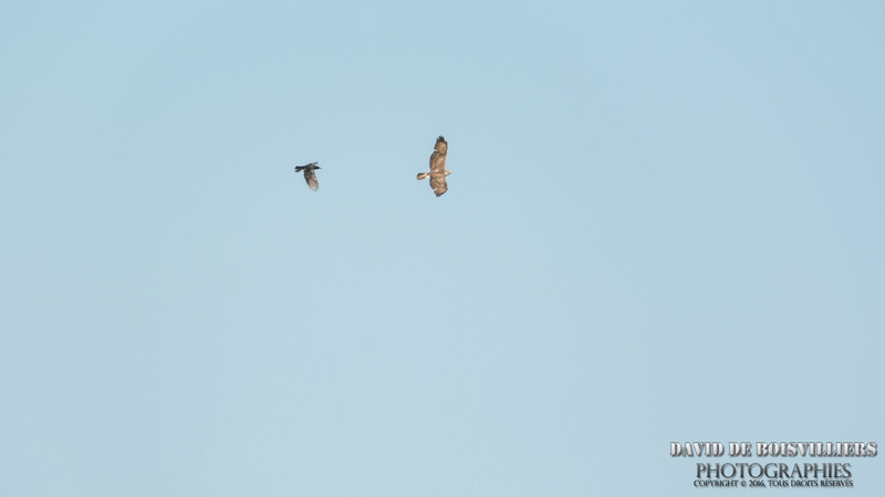 Buse variable (Buteo buteo) pourchassée par un corbeau