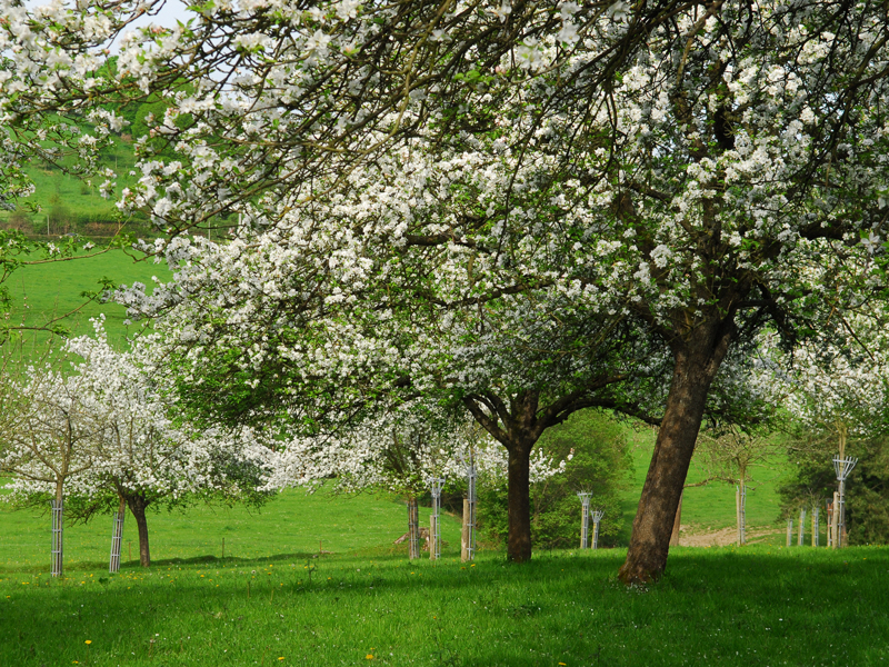 Pommiers-Normandie