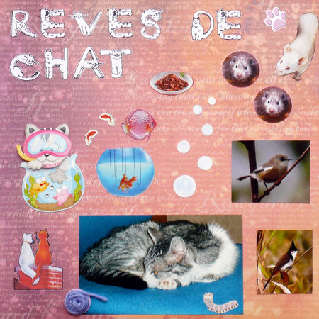 r_ves_de_chat