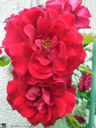 Rosier_Red_parfum