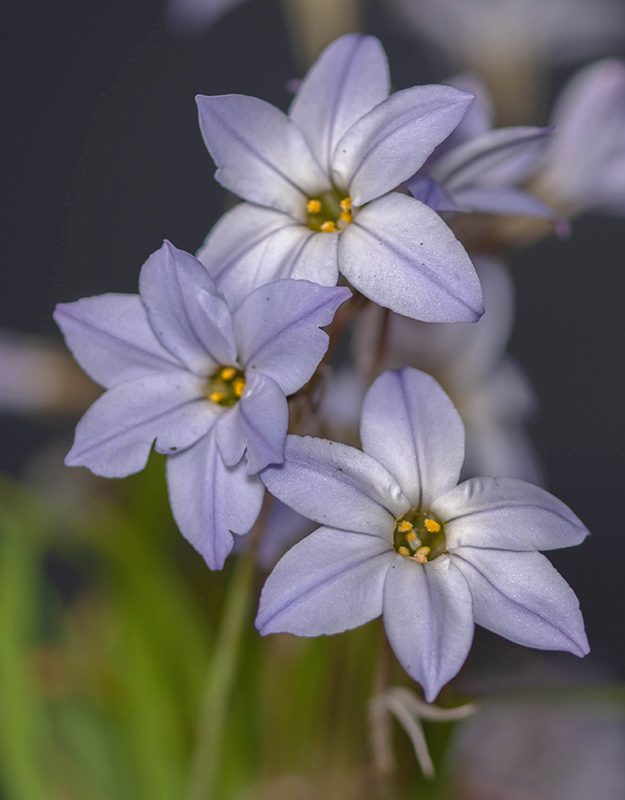 Ipheion uniflorum - ail des Incas (2)