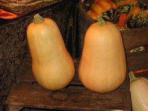Courges_butternut_01