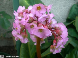 Bergenia plante des savetiers • Bergenia cordifolia Bergenia fleurs Roses