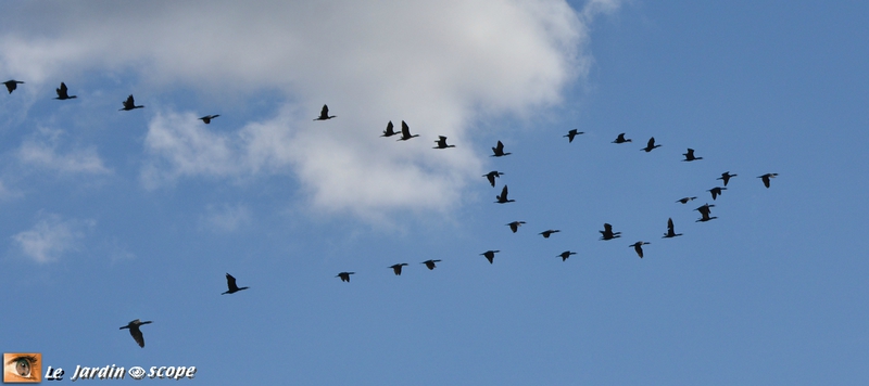 Migration des cormorans