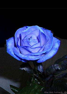rose_bleue