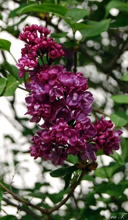 fleurs_violettes