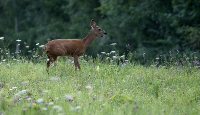 Puits Enfer chevreuil matin 120817 ym 35 aboie profil