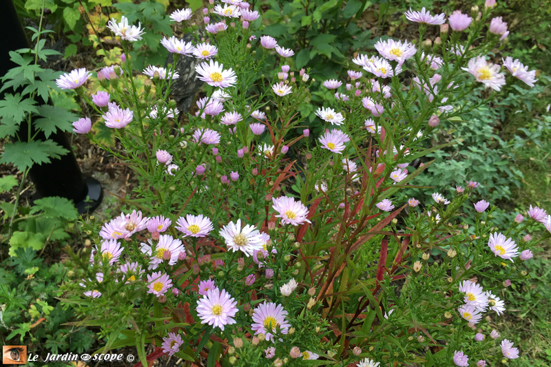Aster-Ericoides-Cyrille