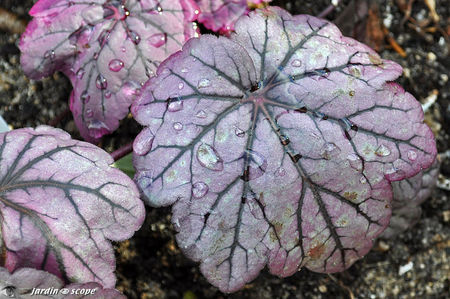 Heuchera_x_Sugar_Plum_2