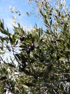 OLIVES_2