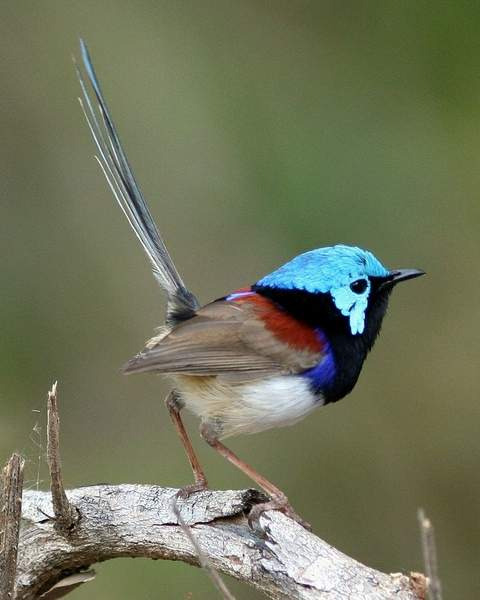 800px-Variegated_Fairy-wren_male