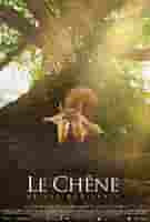 le chêne