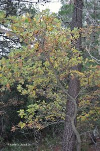 Promenade dans les bois - Novembre 2012 - 013