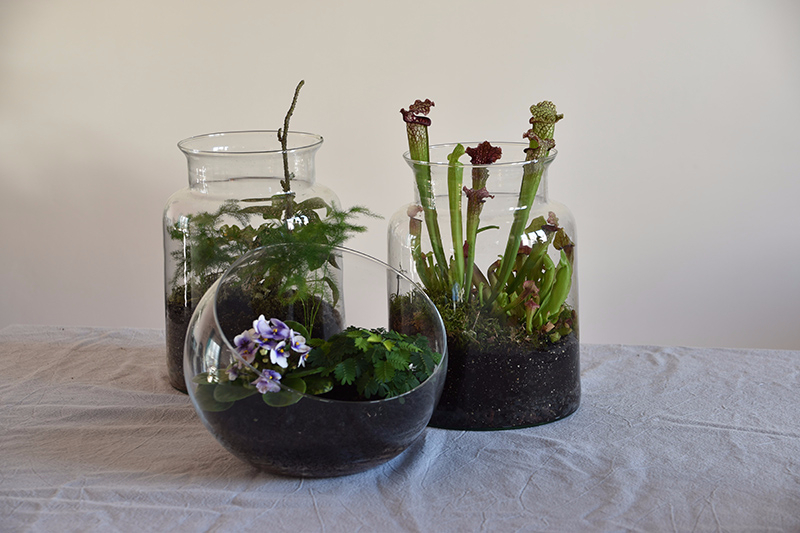 Terrariums 01