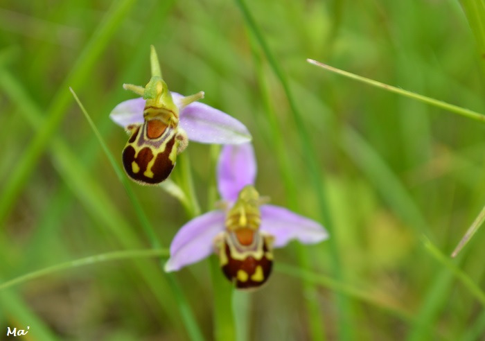 180603_combovin_7_ophrys_bourdon