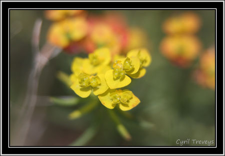 2010_05_16_Petites_fleurs_sauvages_qui_ressemle_au_Asclepias__3_