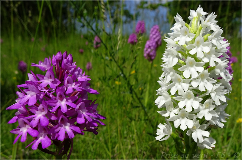 Anacamptis pyramidalis - St Vallerin - a