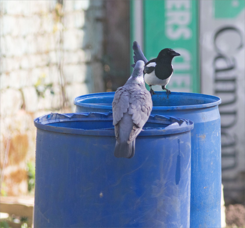 oiseaux ramier pie bain fûts bleus 2 300321