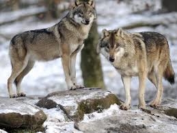 Résultat de recherche d'images pour "loup sans droit d'auteur"