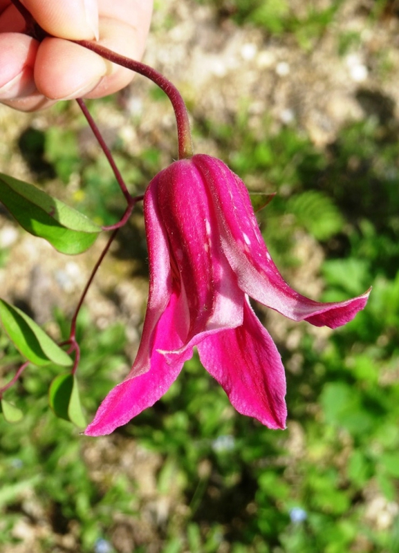 clematite princesse diana