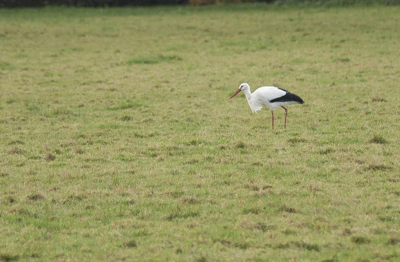 cigogne1