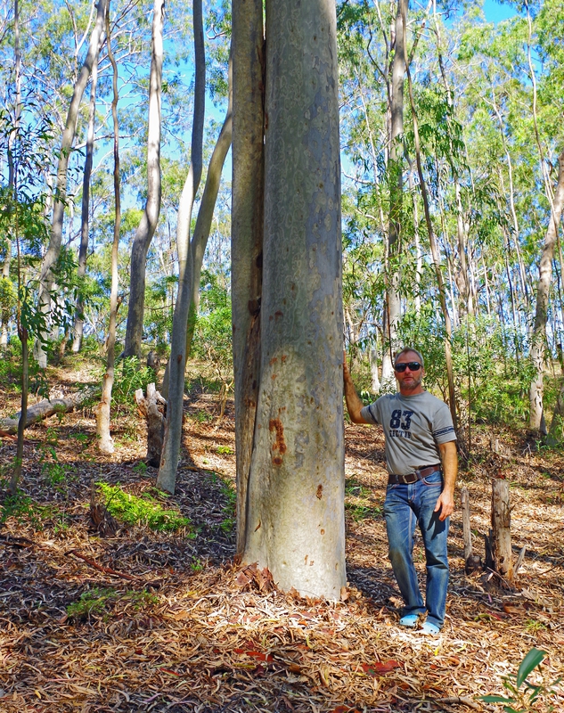 photo 14- Laurent avec Eucalyptus maculata