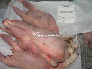 Cailles_de_la_Vall_e_de_la_vie___Mach___leveur_et_producteur_010