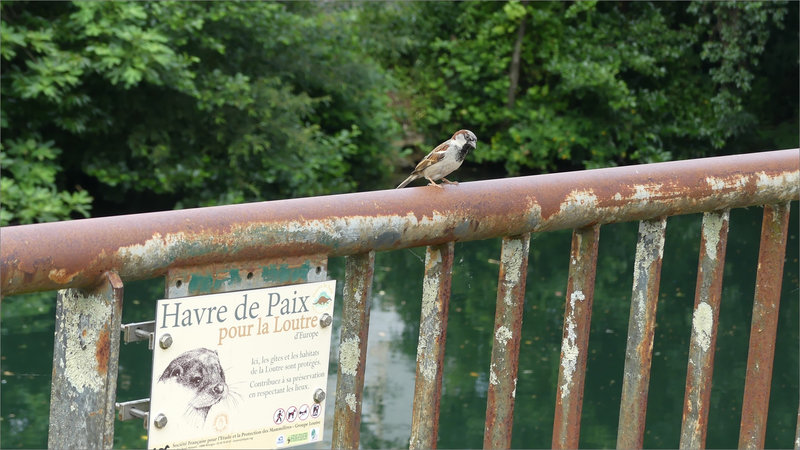 oiseau moineau pancarte loutre 130623 3